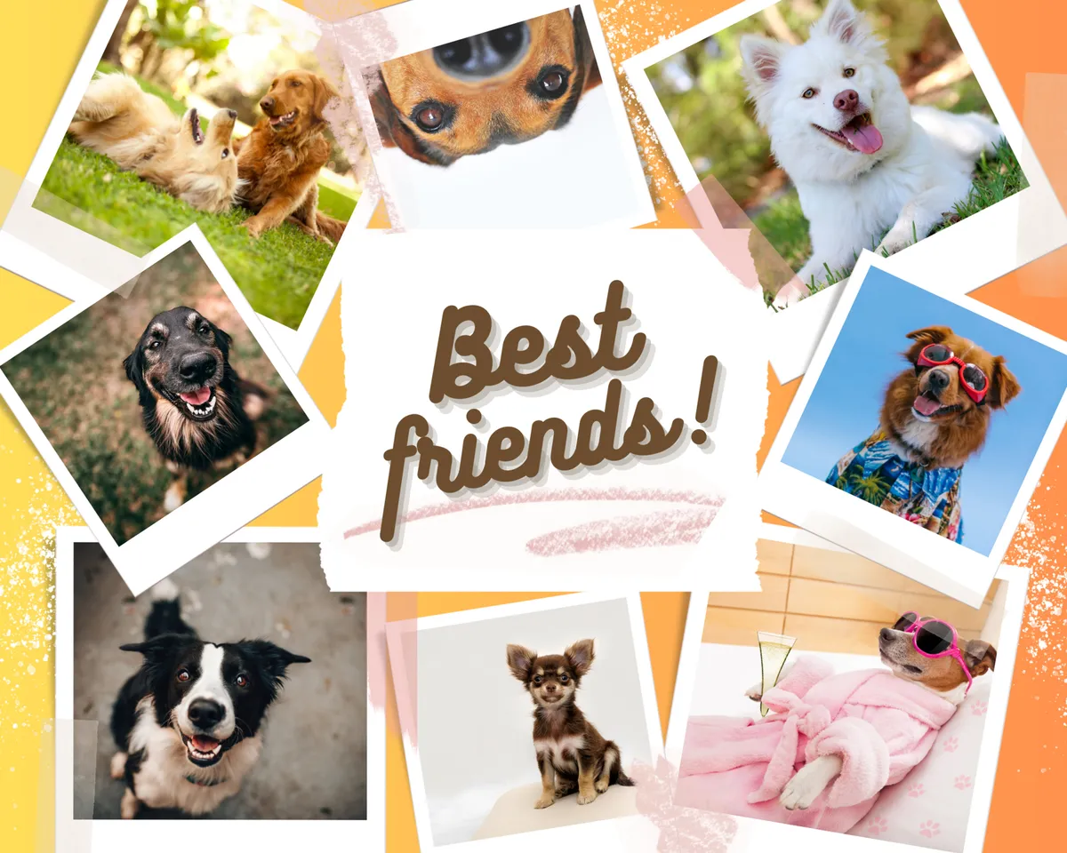 The image features two playful dogs wearing sunglasses and accessories on a cozy surface, evoking a sense of joy and warmth. The scene includes lively, pet-friendly elements and hints at a home where pets are welcomed as part of the family.